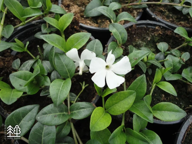 Vinca minor   'Colada'